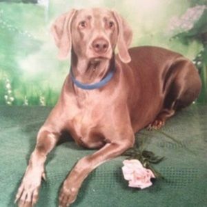 Meet your Posher, Jackson